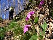 Spettacolo di fiori ai prati della Pigolotta di Valtorta - 8 aprile 2023  - FOTOGALLERY